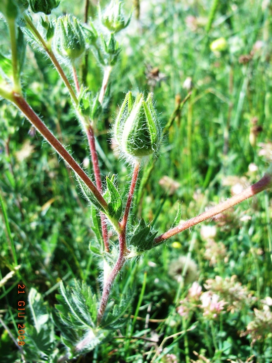 Potentilla hirta